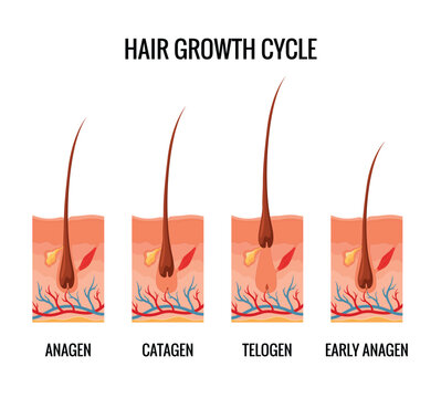 Hair growth cycle. Follicles phase. Anagen, Catagen and Telogen of hair bulbs phase. Human hair follicle anatomy. Cross section of layers of the skin