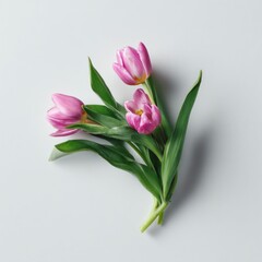 Fototapeta premium Tulip flowers tulips white.