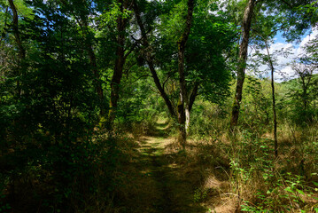 Obraz premium A narrow grassy trail winds beneath tall leafy trees in a secluded Loire Valley forest, with sunlight filtering through dense green foliage and casting dappled shadows on the ground. The atmosphere is
