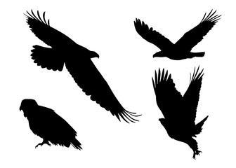 Obraz premium Dynamic collection of majestic eagle silhouettes showcasing powerful flight and graceful postures, capturing the essence of a formidable bird of prey and wild nature
