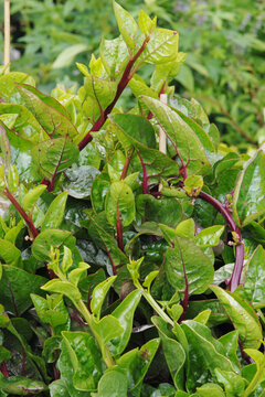 Indische Spinat, Malabarspinat, Ceylonspinat, Basella alba, Rubra