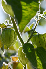 Tomatillo, Physalis philadelphica Lam.