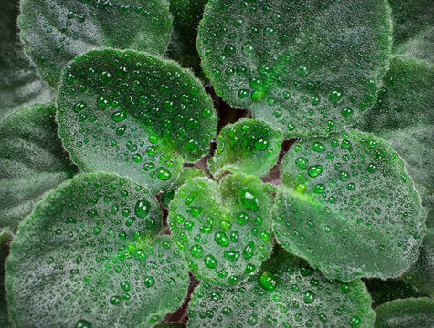Violet center with drops on the leaf