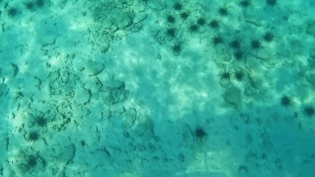 A school of sea urchins on the bottom
