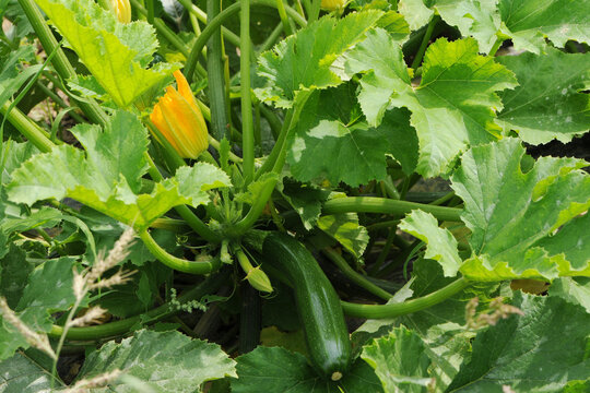 Zucchini,  Cucurbita pepo