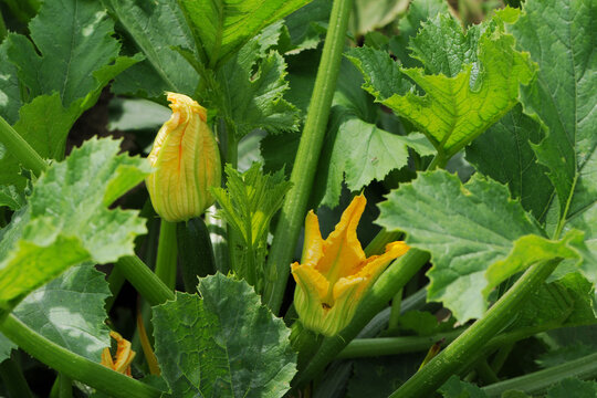 Zucchini,  Cucurbita pepo