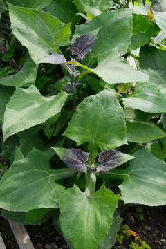 Yac&oacute;n, Smallanthus sonchifolius