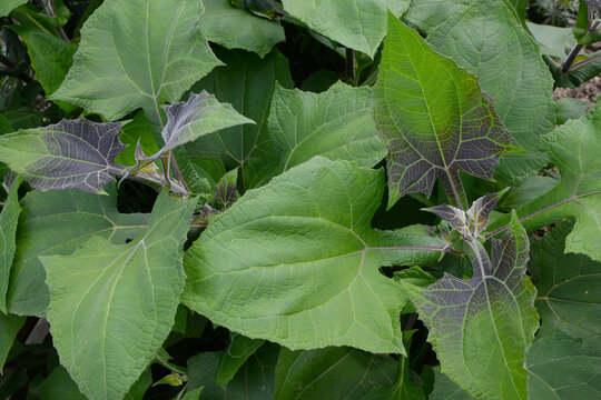 Yac&oacute;n, Smallanthus sonchifolius