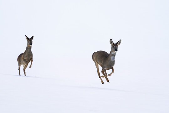 running deer in the snow (260204-095)