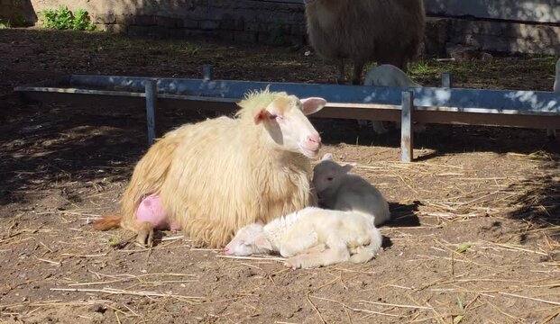 Adult Sarda Sheep Mother with Two Lambs Resting in the Shade on a Farm in Italy