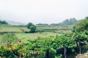 Fototapeta premium Vineyards with hanging grape clusters