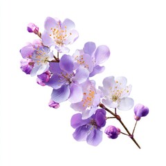 Delicate purple cherry blossoms illustration.