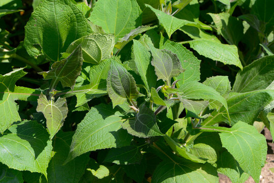 Yac&oacute;n, Smallanthus sonchifolius