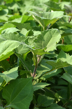 Yac&oacute;n, Smallanthus sonchifolius
