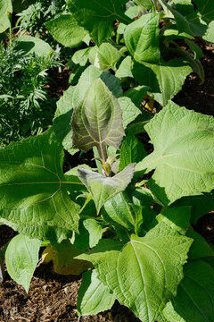 Yac&oacute;n, Smallanthus sonchifolius