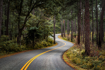 Autumn forest road surrounded by colorful trees and leaves