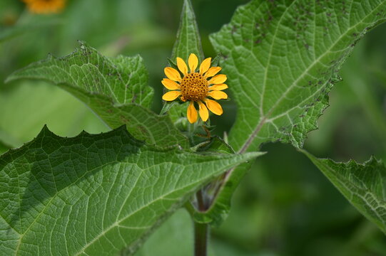 Yac&oacute;n, Smallanthus sonchifolius