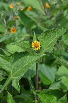 Yac&oacute;n, Smallanthus sonchifolius