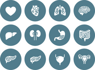 Human Internal Organs Icon Set on Blue Steel UI Buttons, Minimalist Anatomy Vector Illustrations for Medical Tech & Healthcare Apps