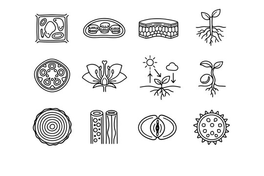 Plant Biology. Line icon set of Plant Biology: plant cell, chloroplast, leaf cross section, root system, stem structure, flower anatomy, photosynthesis arrows,