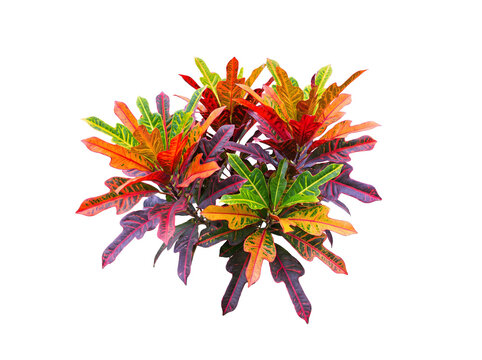 Moderne Croton-Pflanze