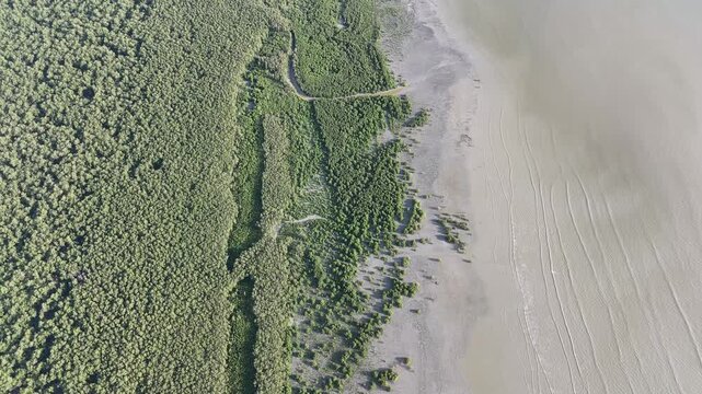 Aerial view highlights Bird eye perspective of mangrove forest canopy forming natural buffer zone.