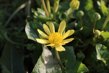 野生に咲くヒメリュウキンカの自然な姿