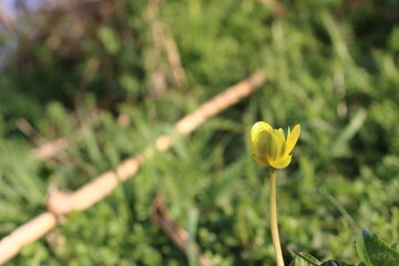 日差しに煌めくヒメリュウキンカの表情