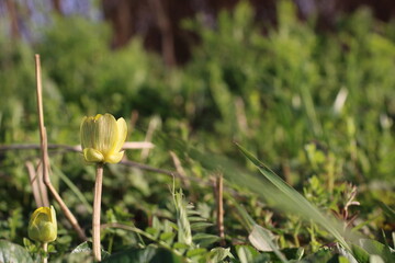 太陽に向かって開くヒメリュウキンカの花