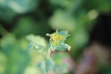 春の光に包まれたからし菜の蕾芽