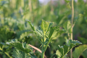 成長するからし菜のシンプルな蕾