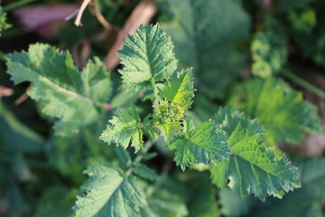 春の訪れを告げるからし菜の蕾