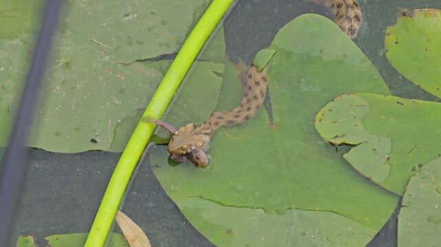 Grass snake on floating leaves in water holding tadpole or small fish in mouth, natural feeding scene, wildlife close-up of predator-prey interaction, snake hunting in freshwater habitat