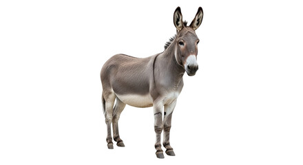 Donkey Standing Full Body Isolated On Black Background