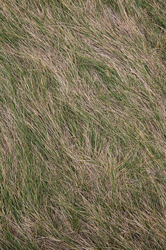 Close-up view of dry grass blades swaying in the wind, creating a natural abstract pattern