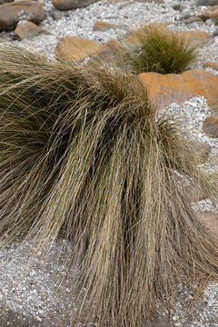 Close-up of dry  native grass with rocks and pebbles in the background