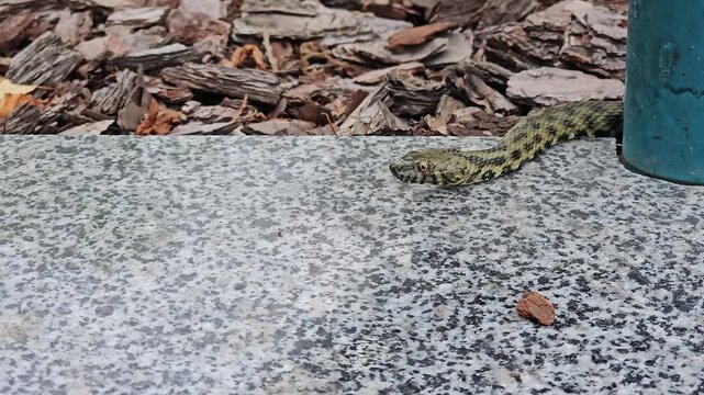 Grass snake floating on water surface, patiently hunting prey in freshwater pond, predator waiting motionless among floating leaves, natural wildlife behavior, reptile in calm habitat