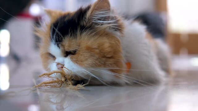 Close up of a fluffy Persian cat gently licking Indian acalypha leaves in a home garden. Calm natural pet behavior showing curiosity