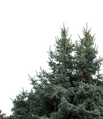 Obraz premium christmas pine tree with hanging pine cones isolated on white or transparent png