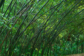 Fototapeta premium Bamboo forest with leaning trunks in the morning. Natural background.