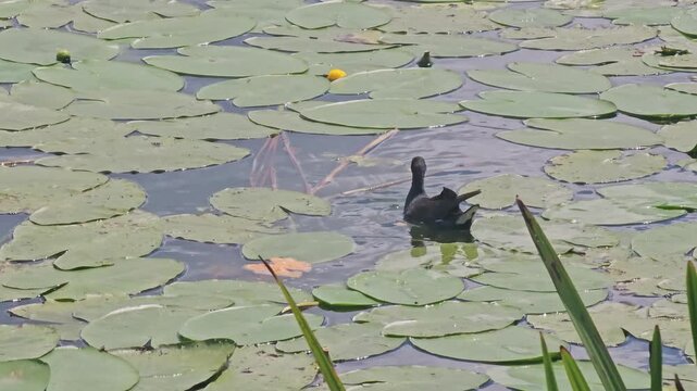 Moorhen, Gallinula chloropus common moorhen (gallinula chloropus) swinning in the lake.