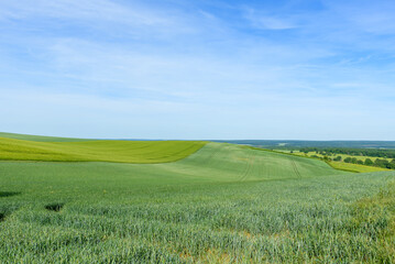 Fototapeta premium Sweeping green fields stretch across gentle hills near Cuncy les Varzy, with subtle tractor lines and a wide expanse of blue sky above. The landscape is open and calm, evoking a sense of spaciousness