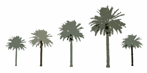 A row of stylized palm trees against a plain white background © Sanjoy