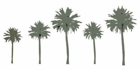 Stylized illustration of five palm trees in varying sizes © Sanjoy