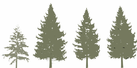 Four coniferous trees of varying heights stand against a white background © Sanjoy