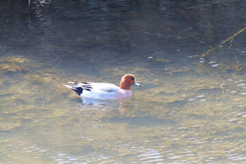 ヒドリガモ（雄）