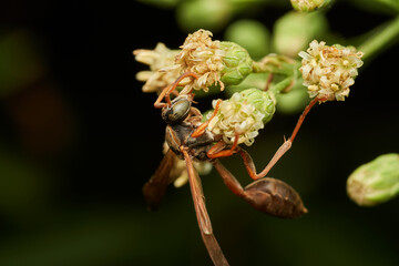 Orange wasp collecting pollen on delicate white flower