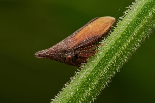 Brown Enchenopa binotata treehopper resting on natural branch