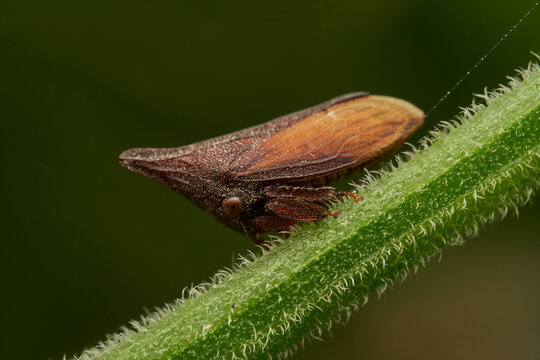 Brown Enchenopa binotata treehopper resting on natural branch