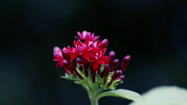 Vibrant Red Pentas Star Flowers Cluster Macro Close-up on Dark Background